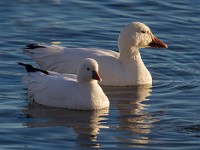 A2Z5677c  Ross's Goose (Chen rossii) & Snow Goose (Chen caerulescens)